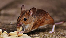 24 Hour & Emergency Exterminators in Winfall, NC